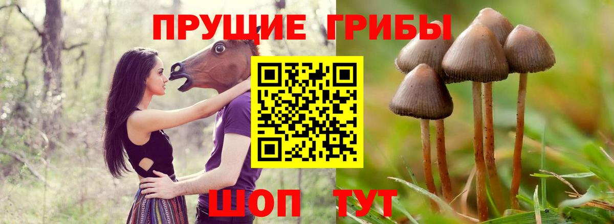 Псилоцибиновые грибы Psilocybe Заинск